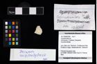 Foto (Objekt + Etikett) von Goniodromites sp.  (NHMW-GEO-2017-0089-0038)
